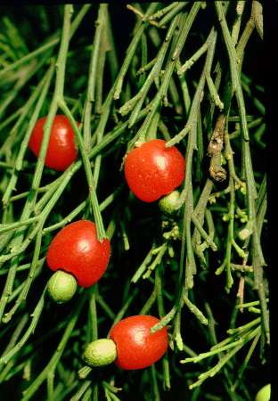 Cherry Ballart photographed by Garry Cheers.